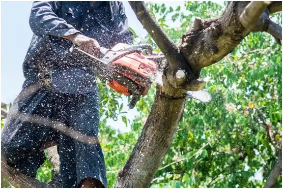 tree services Cannon Beach